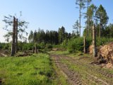 2022-05-20 - Tornado beim Sturmtief Emmelinde Solling - Steinlade bis Gehren (25)